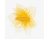 Plaukų segtukas tiulio gėlė geltona